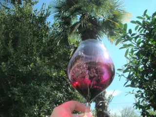 კაბერნე ტალი