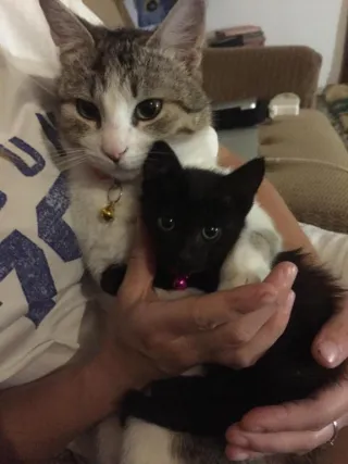 დინგო კემპინგი ქუთაისი