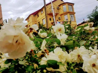 Ოცნების სახლი