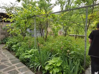 საოჯახო სახლი ძამა