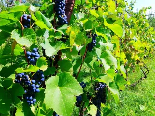 სასტუმრო სახლი სამადა