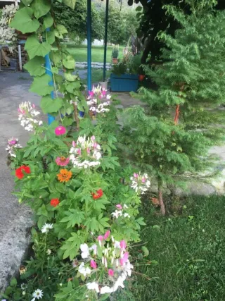 სასტუმრო სახლი STAR ლაგოდეხი