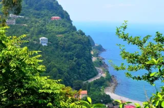 ზღვისპირა ტყე