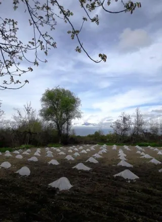 სოფლის სახლი