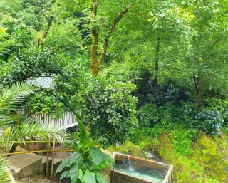 თეთრი ჰაუსი