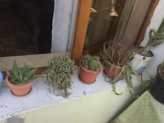 ზუკას ბინა