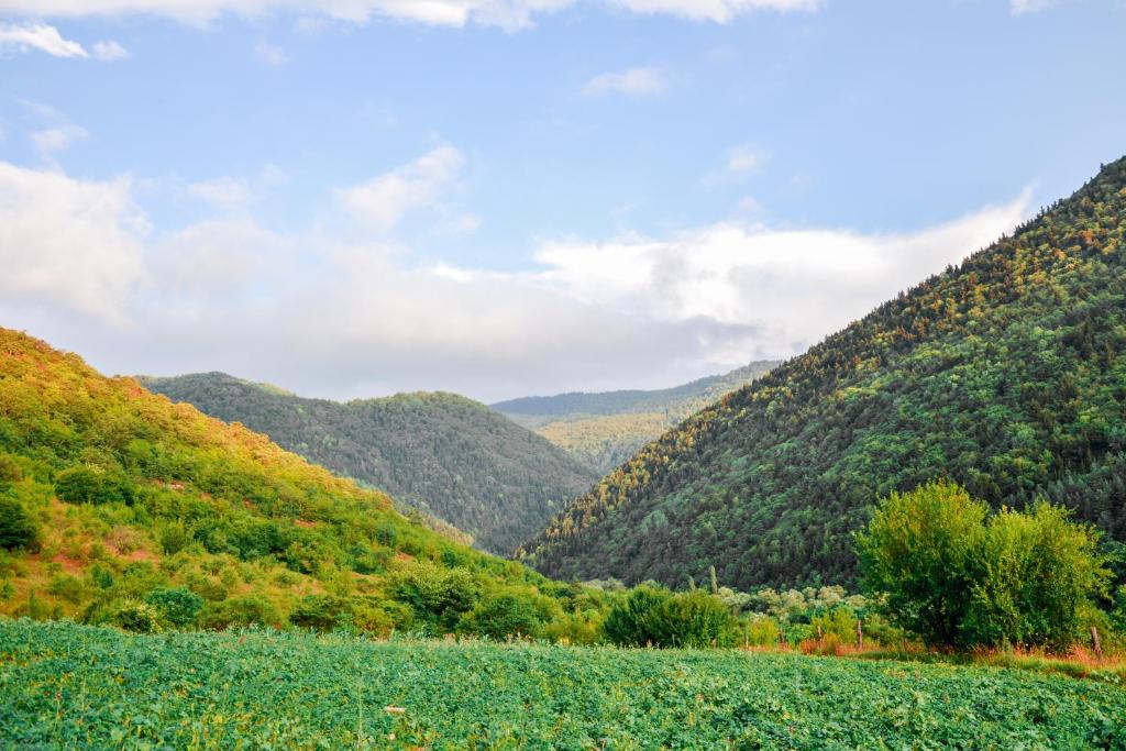 საოჯახო სასტუმრო იმერხევში - Photo 5