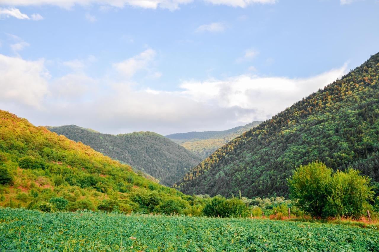 საოჯახო სასტუმრო იმერხევში - Photo 14