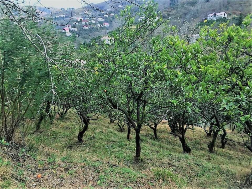 სასტუმრო სახლი ემილი - Photo 1