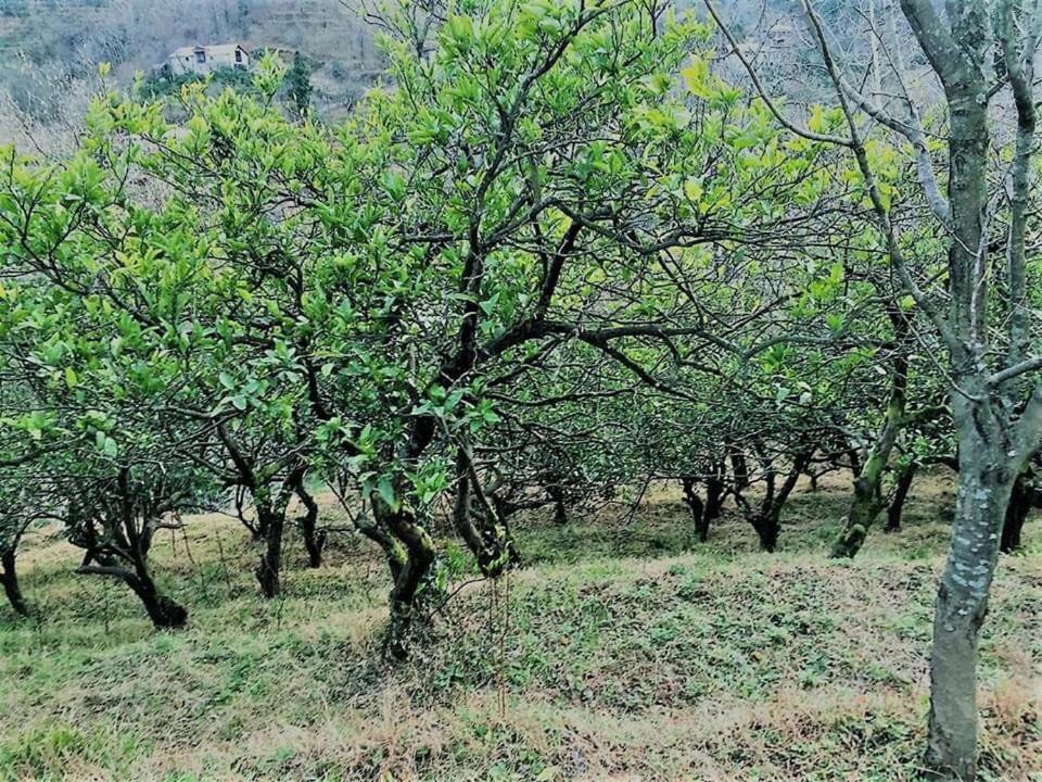 სასტუმრო სახლი ემილი - Photo 2