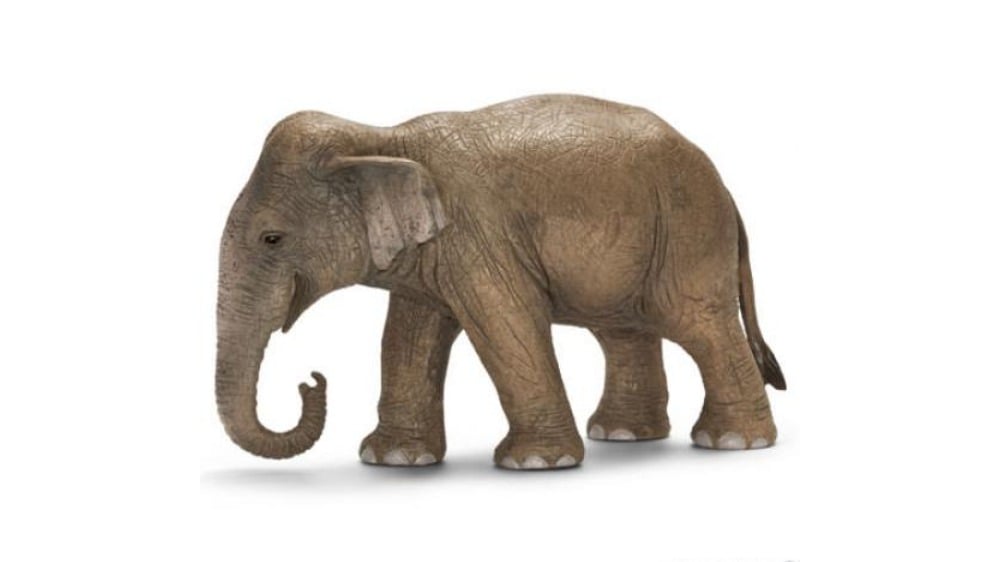 14753  Schl Asian elephant female - Photo 1157